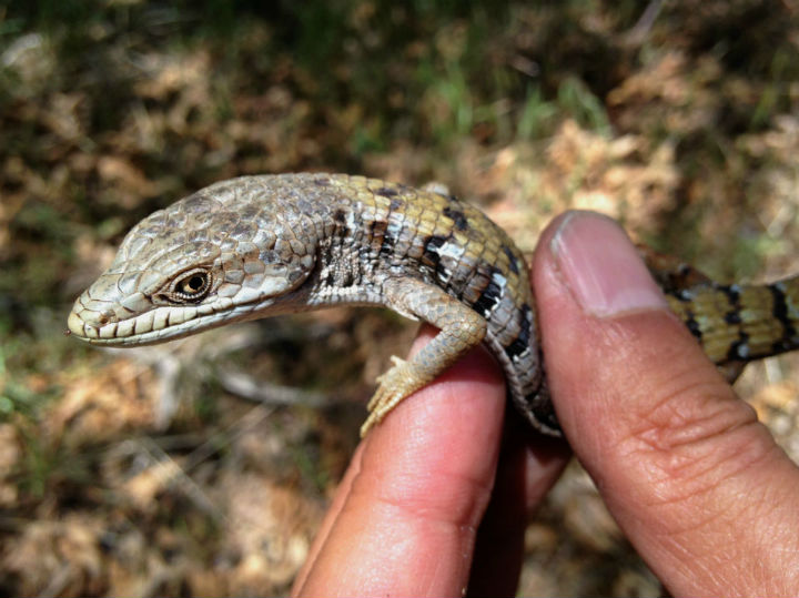 San Diego Alligator Lizard